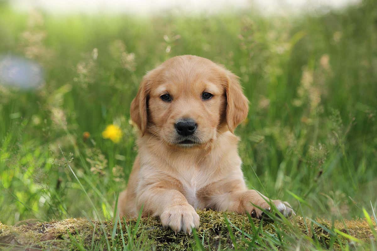 Introducing Nose Work to Puppies